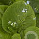 Brunnera macrophylla GM P9