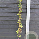 Clematis mont. rubens 150-175 cm vierkant rond 5,5L