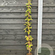 Clematis mont. rubens 150-175 cm vierkant rond 5,5L