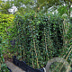 Hedera hibernica 150 cm 2,0L met stok