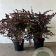Berberis thunb. 'Atropurpurea' 40-60 cm 7,5L