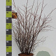 Berberis thunb. 'Atropurpurea' 60-80 cm 7,5L