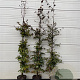Fagus syl. 'Atropunicea' 150-175 cm 12L