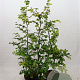 Fagus sylvatica 100-125 cm 7,5L