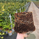 Fagus sylvatica 80-100 cm 5,0L