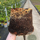 Fagus sylvatica 80-100 cm 5,0L