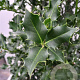 Ilex aquifolium 40-60 cm P9 autochtoon