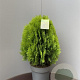 Thuja occ. 'Aurea Nana' 25-30 cm 2,0L