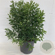 Myrica gale 60-80 cm P9 autochtoon overjarig