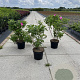 Rosa rugosa 40-60 cm 7,5L