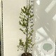 Magnolia stellata 125-150 cm 15L