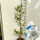 Magnolia stellata 125-150 cm 15L
