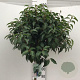 Prunus l. 'Angustifolia' 120 cm stam 12L