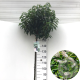 Prunus l. 'Angustifolia' 150 cm stam 12L