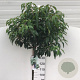 Prunus l. 'Angustifolia' 150 cm stam 12L