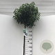 Prunus l. 'Angustifolia' 150 cm stam 12L