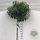 Prunus l. 'Angustifolia' 150 cm stam 12L