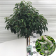 Prunus l. 'Angustifolia' 180 cm stam 15L