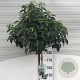 Prunus l. 'Angustifolia' 180 cm stam 15L