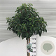 Prunus l. 'Angustifolia' 180 cm stam 15L