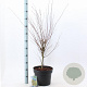 Acer pal. 'Butterfly' 80-100 cm 10L