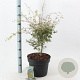Acer pal. 'Butterfly' 80-100 cm 10L