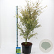 Acer pal. 'Butterfly' 80-100 cm 10L