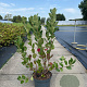 Aronia prunifolia 'Viking' 60-80 cm 10L