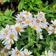 Aster (D) 'Schneekissen' GM 2,0L