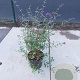 Buddleja d. 'Nanho Blue' 60-80 cm 10L