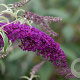 Buddleja d. 'Nanho Purple' 40-60 cm 10L