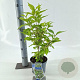 Callicarpa bod. Magical Snow Queen 30-40 cm 2,0L