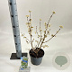 Callicarpa bod. Magical Snow Queen 30-40 cm 2,0L