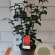 Camellia ret. 'Mary Williams' 40-50 cm 5,0L