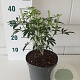 Choisya Green Fingers GM C3