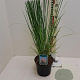 Cortaderia s. 'Rosea' GM  P11