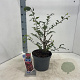 Euonymus alatus 30-40 cm 5,0L