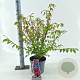 Euonymus alatus 30-40 cm 5,0L