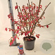 Euonymus alatus 30-40 cm 5,0L
