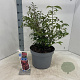 Euonymus alatus 40-50 cm 10L
