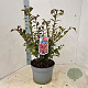 Euonymus alatus 40-50 cm 10L