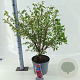Euonymus alatus 40-50 cm 10L