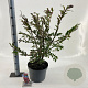Euonymus alatus 40-50 cm 10L