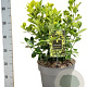 Euonymus jap. 'Aureomarginatus' GM C3