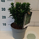 Euonymus jap. 'Green Spire' GM C3