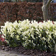 Euonymus jap. Himalaya GM C3