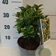 Euonymus jap. Marieke GM C3
