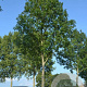 Fraxinus e. 'Geessink' 8-10 HO 25L