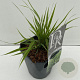 Hakonechloa macra 25-30 cm 2,0L vierkant
