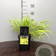 Hakonechloa macra 'All Gold' 25-30 cm 2,0L vierkant